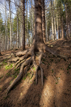 Exposed tree roots outside on a hillside.の写真素材