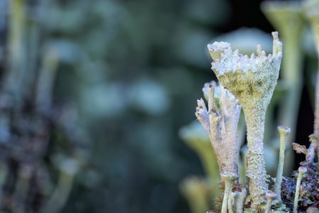 Green cup mushroom or moss.の写真素材