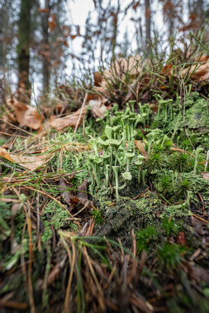 Green cup mushroom or moss.の写真素材