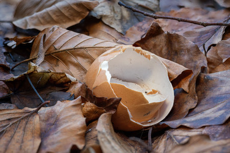 Chicken shell egg lying on old leaf.