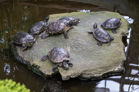 A water turtle climbed on a stone.の写真素材