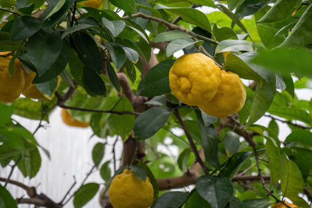 Ripe lemon on a tree grown in a greenhouse.