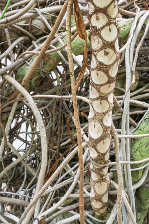 Palm trunk in the interior.