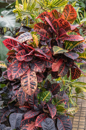 Colorful leaves of croton plant.