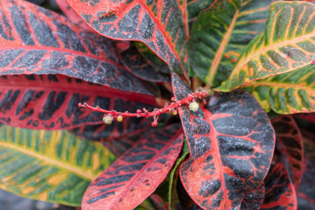 Tiny flowers of the croton plant.