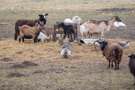 Sheep, rams and geese outside on the farm.の写真素材