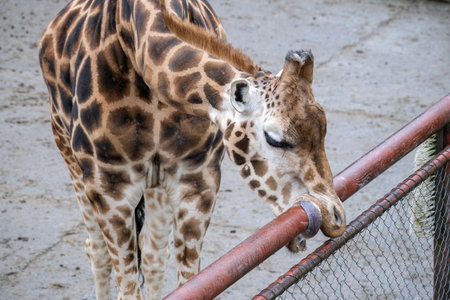 The gecko goes around the fence pipe with its tongue.の写真素材