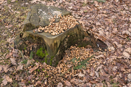 Acorns in a pile lying on a stump.
