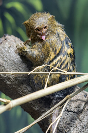 A dwarf marmoset on a branch with its tongue sticking out.