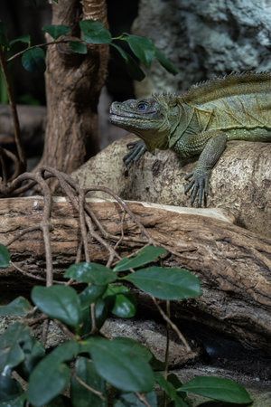 Amboina sail finned lizard in detail.の写真素材