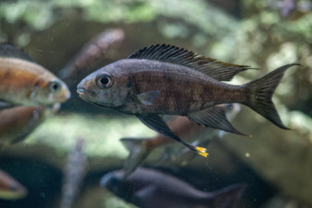 A close-up of a spotted gannet under the surface.の写真素材
