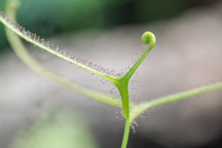 Detail of a curled sticky shoot of a carnivorous plant.