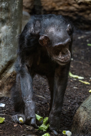 Adult chimpanzee looking for food on the ground in the zoo.の写真素材