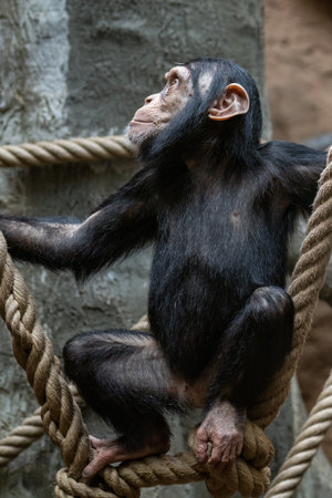 Baby chimpanzee between the ropes in the zoo.の写真素材