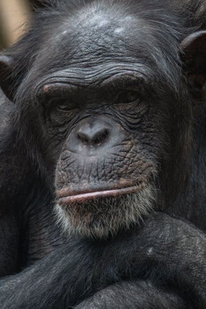 Adult old chimpanzee head portrait.の写真素材