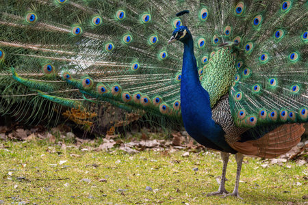 Portrait of a male peacock outdoors.の写真素材