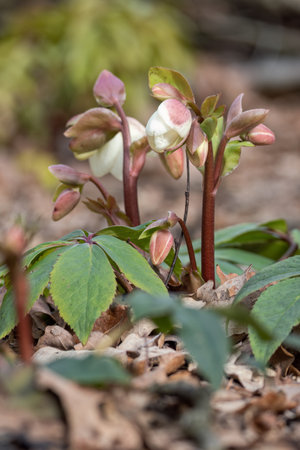 Yellow buds of hellebore outdoors in nature.の写真素材