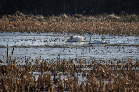 Two swans float on the surface of the lake among the reeds.の写真素材