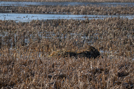Abandoned white swan nest in the reeds.の写真素材