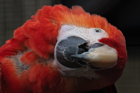 Portrait of an adult macaw parrot.