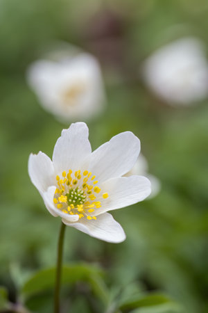 White anemone flowers outdoors in nature.の写真素材