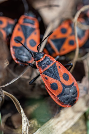The blush will collect the insects on it.の写真素材