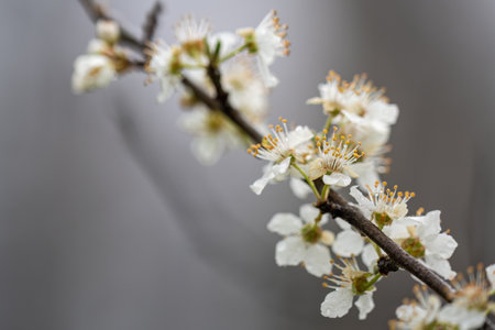 White plum blossoms on a branch in the rain.の写真素材