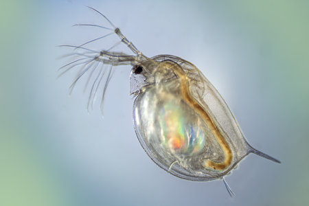 Daphnia in detail on a solid background.の写真素材