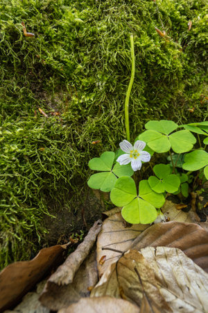 Tiny sorrel flower outdoors in nature.の写真素材