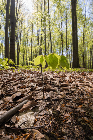 Young beech tree in the forest.の写真素材