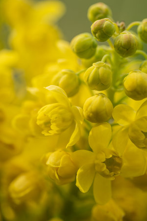 Yellow holly mahogany flowers in detail.の写真素材