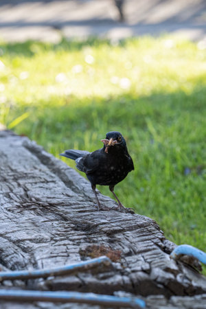 A blackbird holding an earthworm in its beak.の写真素材