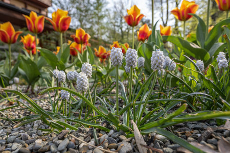 White blueberry flowers outside in a flower bed.の写真素材