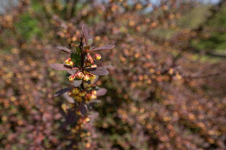 Tiny flowers of a thorn bush outdoors.