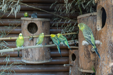 Green parakeets in an outdoor aviary.
