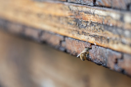 A bee at the crack between the boards.