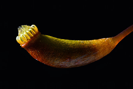 Seed sac from moss in micro detail.