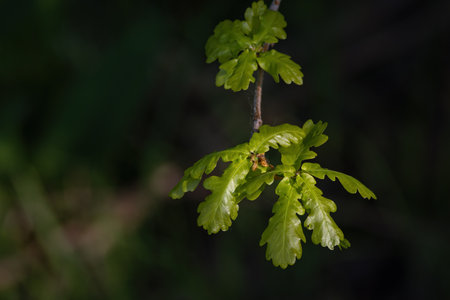 Lush green oak leaves outdoors.の写真素材