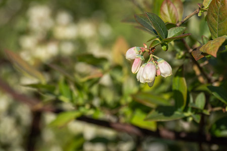 White blueberry flowers on a bush.の写真素材