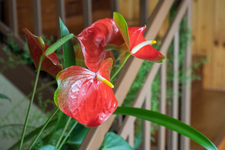 Red flowers of the sedge by the railing.の写真素材
