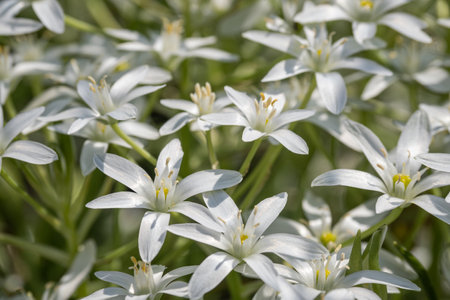 White lily lily in detail.の写真素材