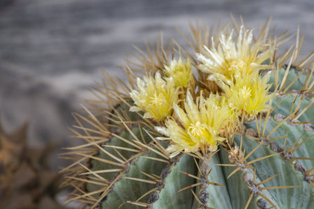 Close up of Mammillaria cactus with yellow blooming flowers