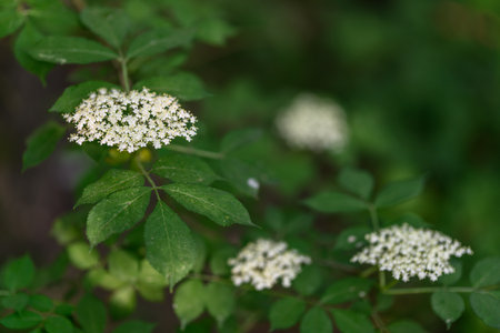 Yellow elderberry flower on a twig.
