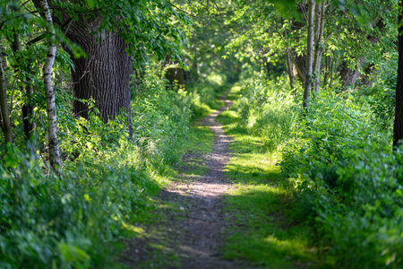 A path in the forest with plants nearby.