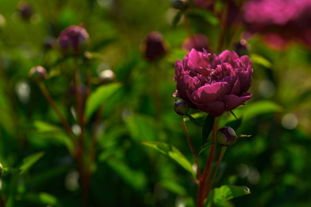 Deep red peony flower outdoors.の写真素材