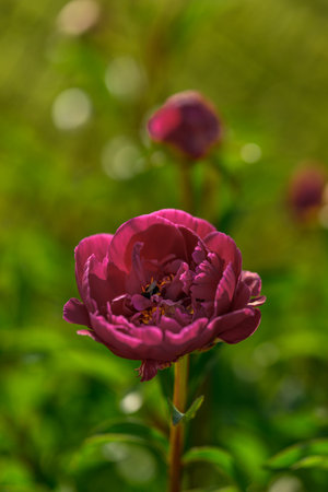 A bumblebee pollinates a deep red peony.の写真素材