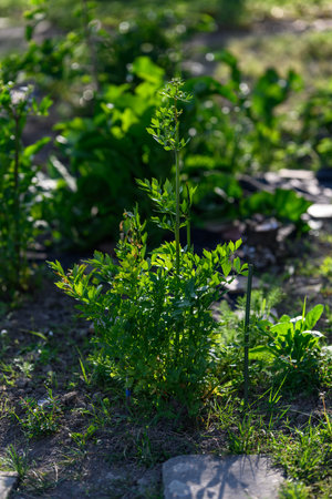 Adult celery with stem and flower buds.の写真素材