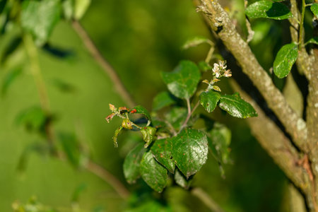 A mating ladybird on a tree leaf.
