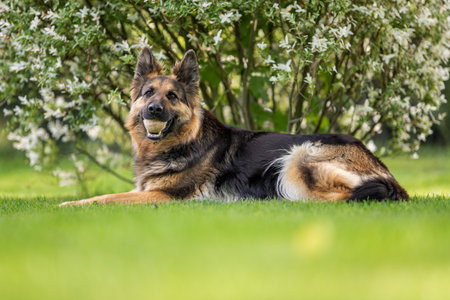 German shepherd lying with a ball in his mouth.の写真素材