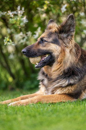 German shepherd lying with a ball in his mouth.の写真素材
